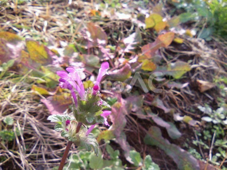 花壇に見つけた可憐な花を接写してみた 畑,花,緑の写真素材