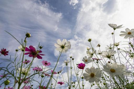 青空と白い雲に映えるコスモス 青空と白い雲に映えるコスモス コスモス,秋桜,花の写真素材