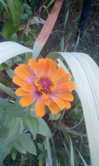 橙の花 橙の花の写真