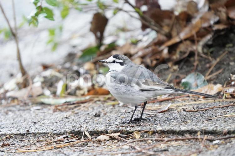 落ち葉の中のハクセキレイ ハクセキレイ,野鳥,鳥の写真素材