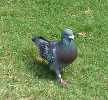 お散歩する鳩 お散歩する鳩の写真
