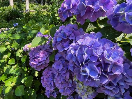 紫陽花 紫陽花の写真