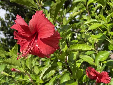 ハイビスカスの花 ハイビスカスの花 沖縄,那覇市,ハイビスカスの写真素材