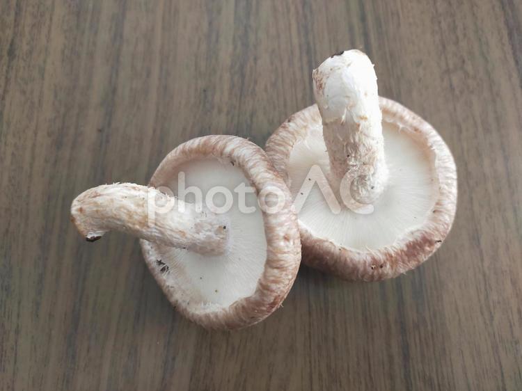 テーブルに生椎茸2つ 椎茸,生椎茸,シイタケの写真素材