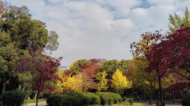 大阪城公園の紅葉 紅葉,赤,黄色の写真素材
