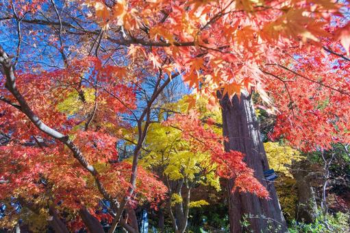 秋の景色・紅葉したモミジ 秋の景色・紅葉したモミジ 紅葉,秋,モミジの写真素材