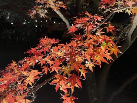 ライトアップされた紅葉 ライトアップされた紅葉の写真