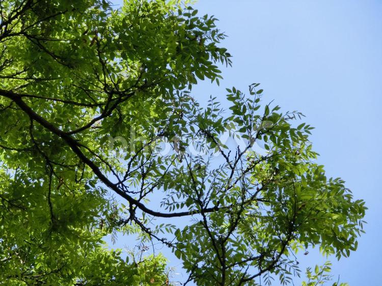 木漏れ日 木漏れ日,葉,木の写真素材