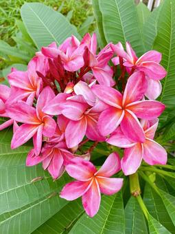 ピンクプルメリアの写真