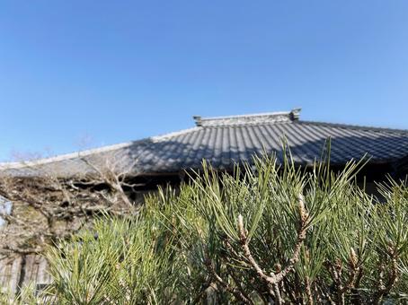 日を浴びる松の葉のクローズアップ 日を浴びる松の葉のクローズアップの写真