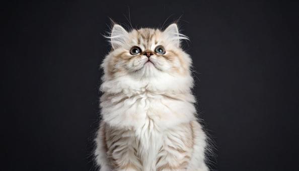 上を見上げる可愛い子猫 上を見上げる可愛い子猫の写真