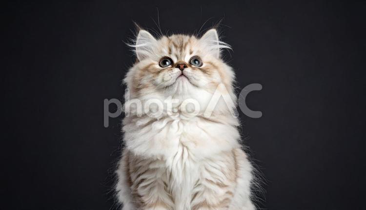 上を見上げる可愛い子猫 猫,子猫,ペットの写真素材