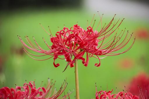 彼岸花 彼岸花 彼岸花,ヒガンバナ,花の写真素材