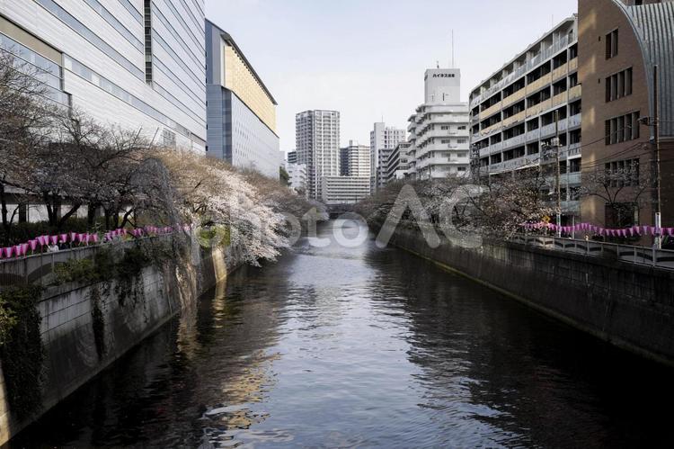 目黒川の桜 入社式,卒業式,入社の写真素材