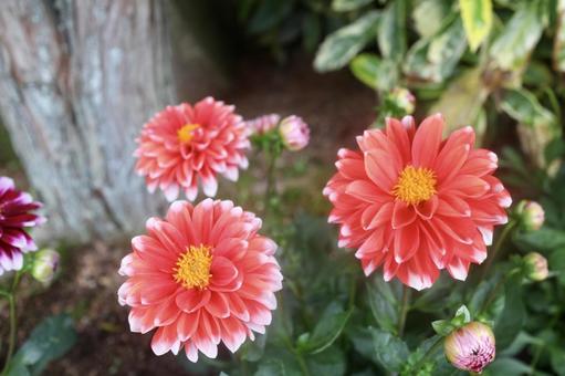 ダリア ダリア ダリア,花,植物の写真素材