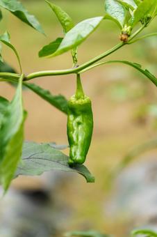 自家栽培の実ったピーマン 自家栽培の実ったピーマン 野菜,食べ物,植物の写真素材