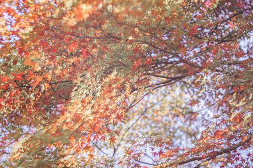 カラフル紅葉 カラフル紅葉の写真