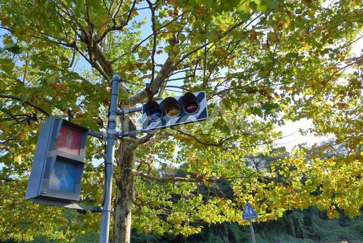 交通遊園の信号機 信号機,交通遊園,停電の写真素材