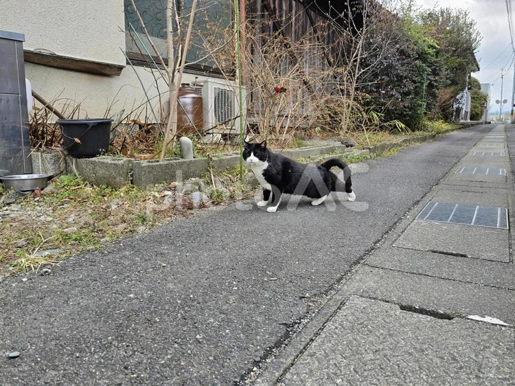 猫のいる田舎の風景 猫,ネコ,地域猫の写真素材