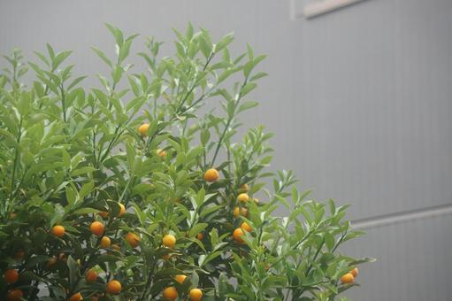 Photo, kumquat, kampo, natural, 