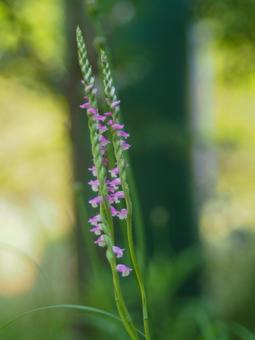 Photo, flower, angelica dahurica (species of angelica), scutellaria indica (species of skullcap), 