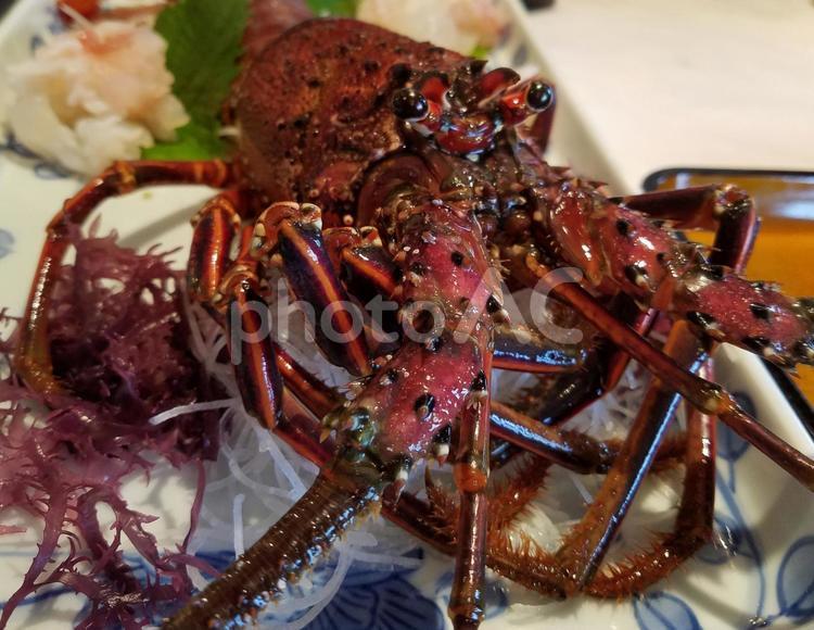 解禁が待ち遠しい伊勢海老 甲殻類,イセエビ科,魚介類の写真素材
