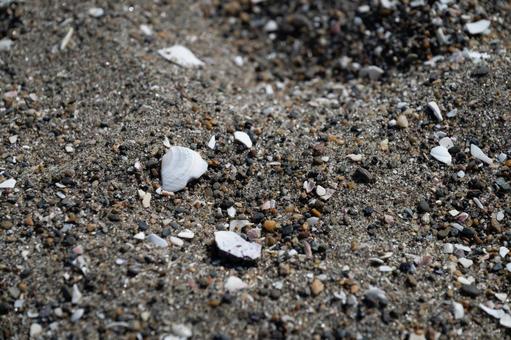 貝殻と小石が散らばる砂浜 貝殻と小石が散らばる砂浜の写真