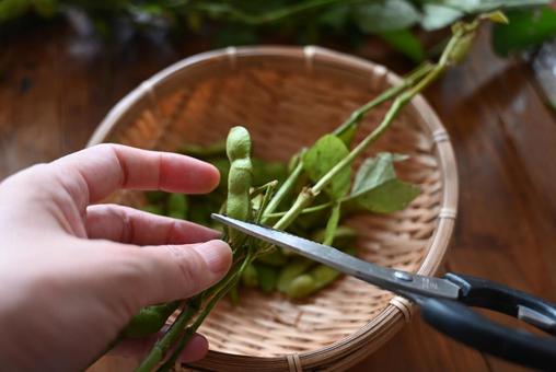 枝豆の下処理 枝豆の下処理の写真