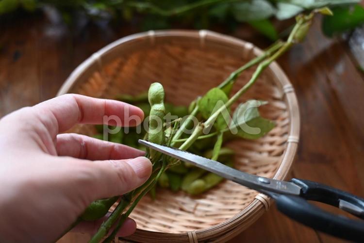 枝豆の下処理 フード,枝豆,栽培の写真素材