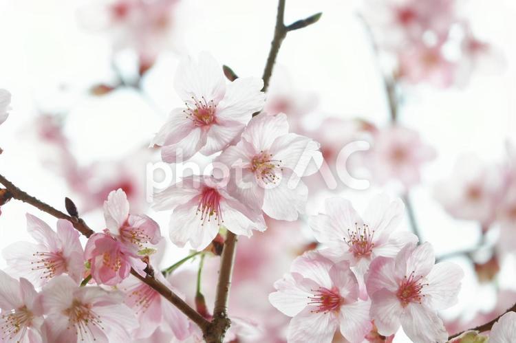 さくら さくら,桜,春の写真素材