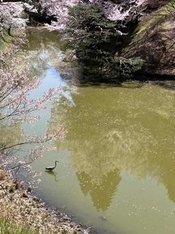 桜と鳥 桜と鳥の写真
