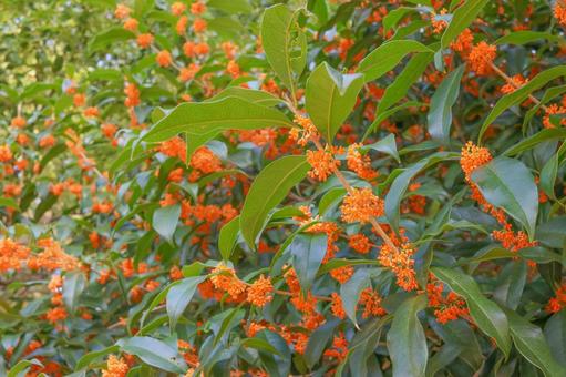 キンモクセイ 金木犀,秋イメージ,花の写真素材