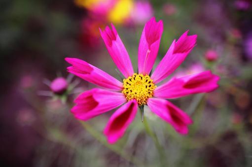 Pink cosmos with an unusual flower shape, JPG