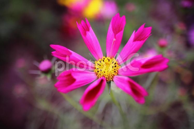 変わった花の形のピンクのコスモス 花,コスモス,植物の写真素材