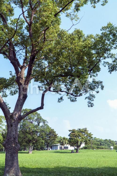 公園と青空と芝生と木々 木,植物,緑の写真素材