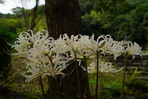 白いヒガンバナの写真