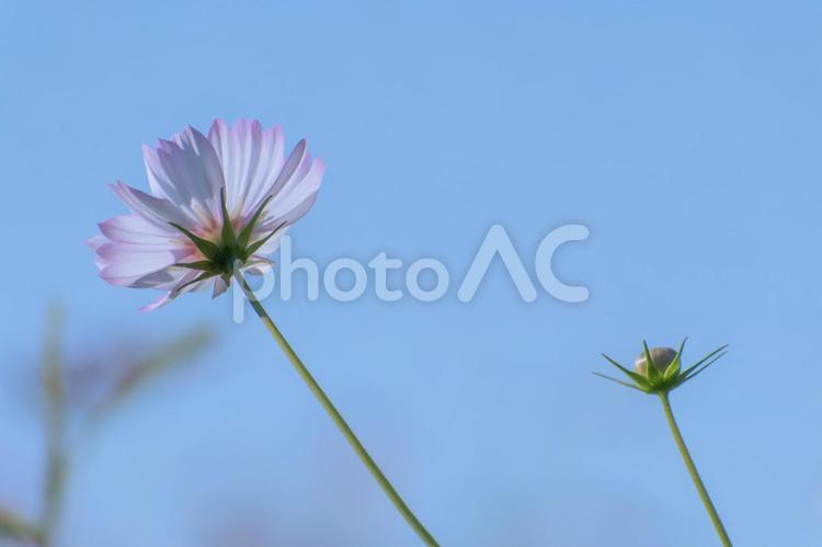 青空とピンクのコスモス コスモス,花,秋の写真素材