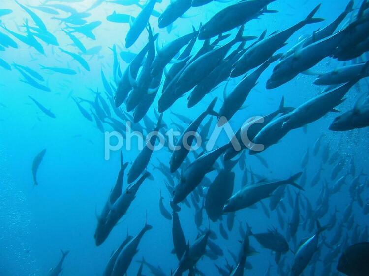 ギンガメアジのトルネード ギンガメアジ,アジ,魚の写真素材