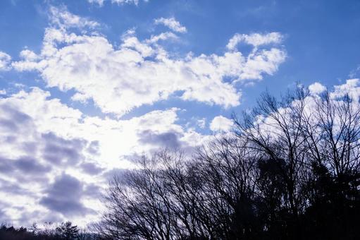 冬の空と木の影 冬の空と木の影の写真