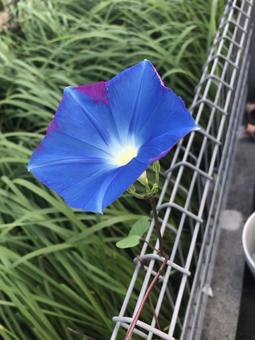 アサガオ アサガオの写真