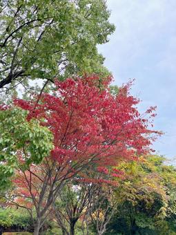 街路樹の紅葉 木,街路樹,紅葉の写真素材