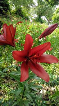 鮮やかな百合の花 鮮やかな百合の花 百合,花,可睡斎の写真素材