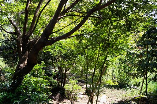 庭園 庭園の写真