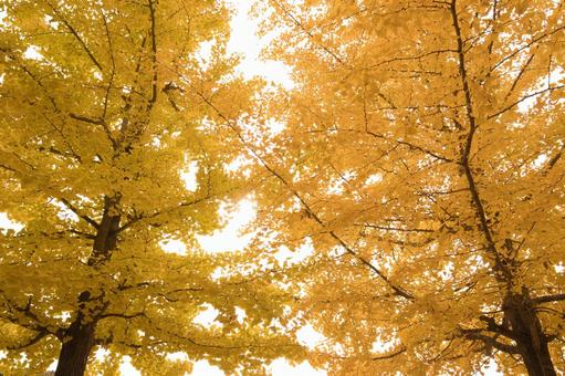 紅葉がきれいな高いイチョウの木 いちょう,きれい,木の写真素材