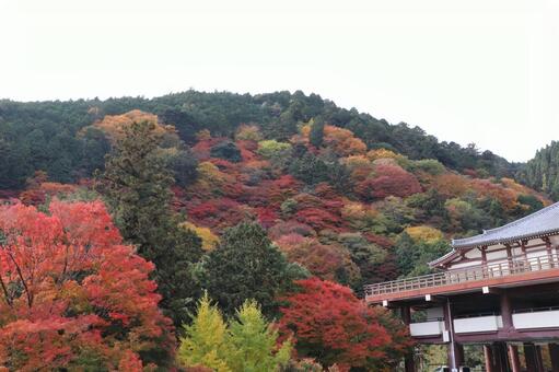 善峯寺の紅葉 善峯寺,紅葉,よしみねでらの写真素材