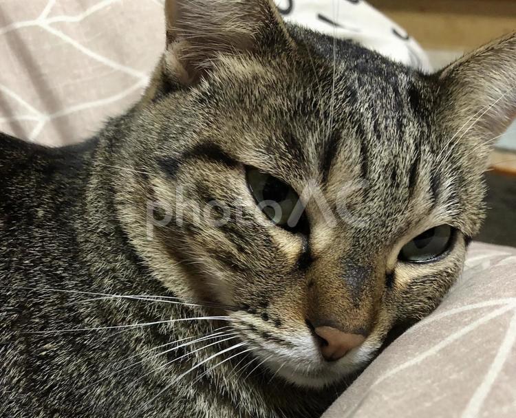早く眠りたい猫 猫,ネコ,ねこの写真素材