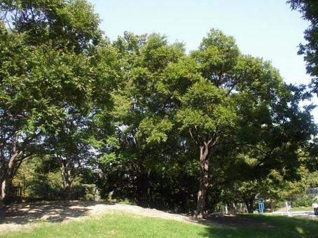 公園の風景5 公園の風景5の写真