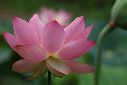 Photo, lotus flower, lotus, a lotus, 
