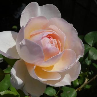 Only here Pink 2, JPG