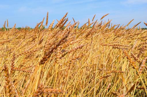 黄金色のムギ畑 黄金色のムギ畑,ムギ畑,麦畑の写真素材